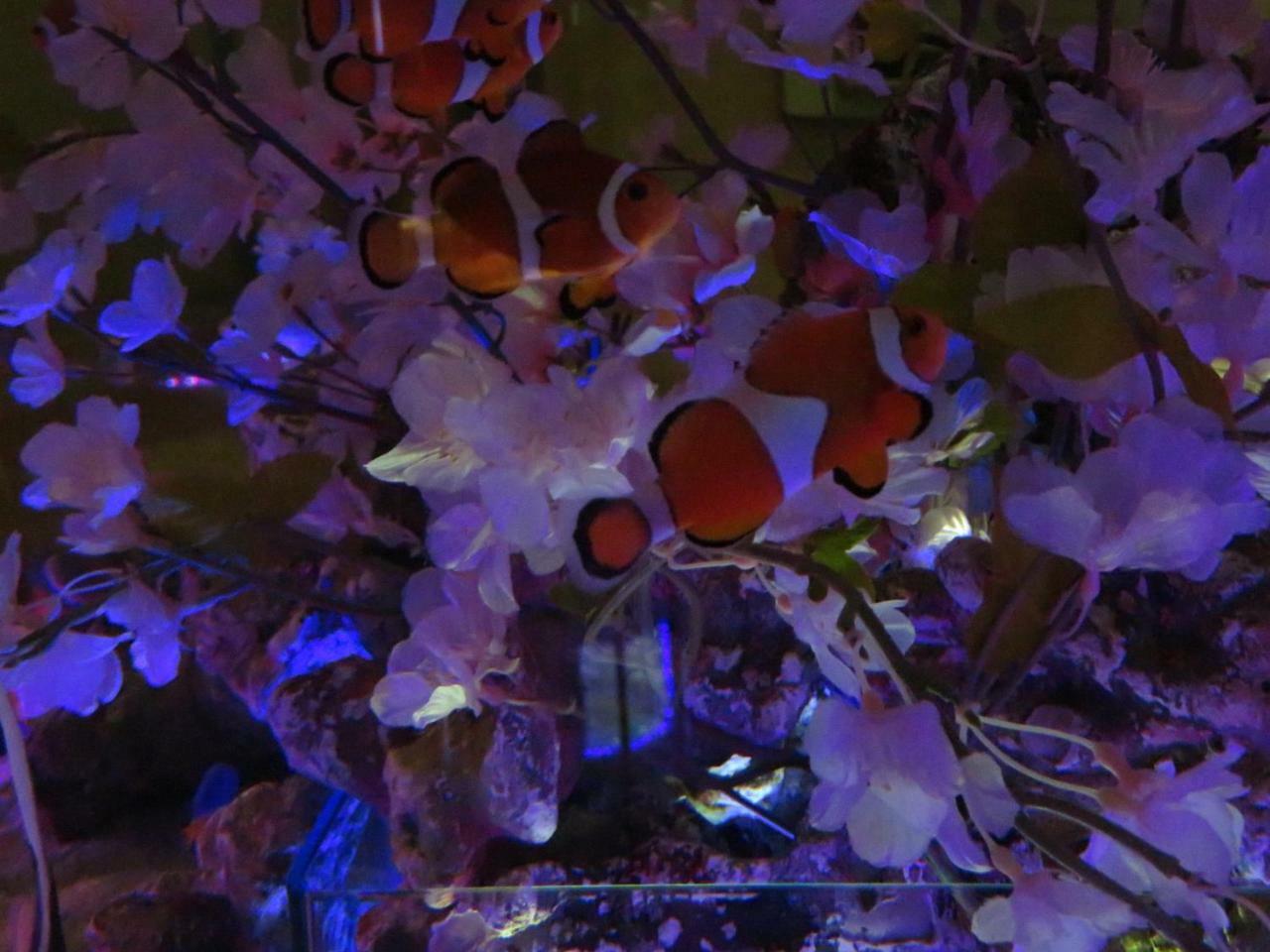 Aqua Blue (adults Only) Yokosuka